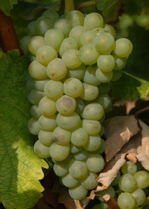 Sauvignon blanc ANT 0710